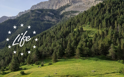 Es posa en marxa un projecte per conservar els boscos de pi negre del Pirineu
