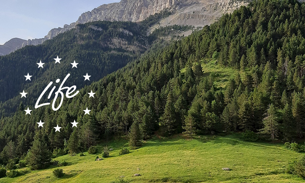 Es posa en marxa un projecte per conservar els boscos de pi negre del Pirineu