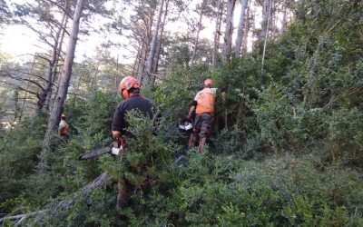 Integra Pirineus busca candidats per una formació gratuïta per ser treballador forestal