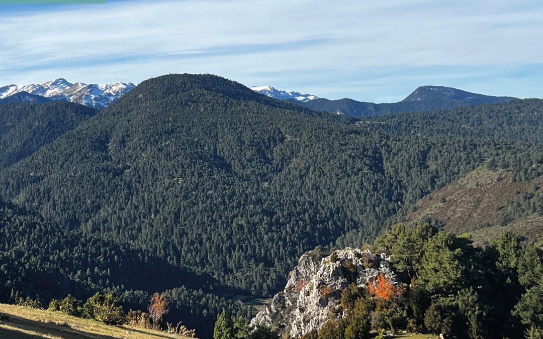 El projecte Life Uncinata implementa accions de millora forestal a boscos de pi negre del Pirineu