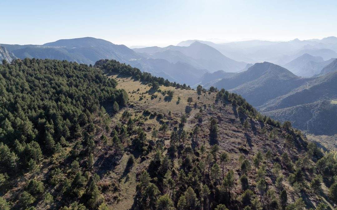 Bio For Piri tanca amb èxit dos anys de treball en xarxa: el projecte que fa dels boscos un motor de futur als Pirineus