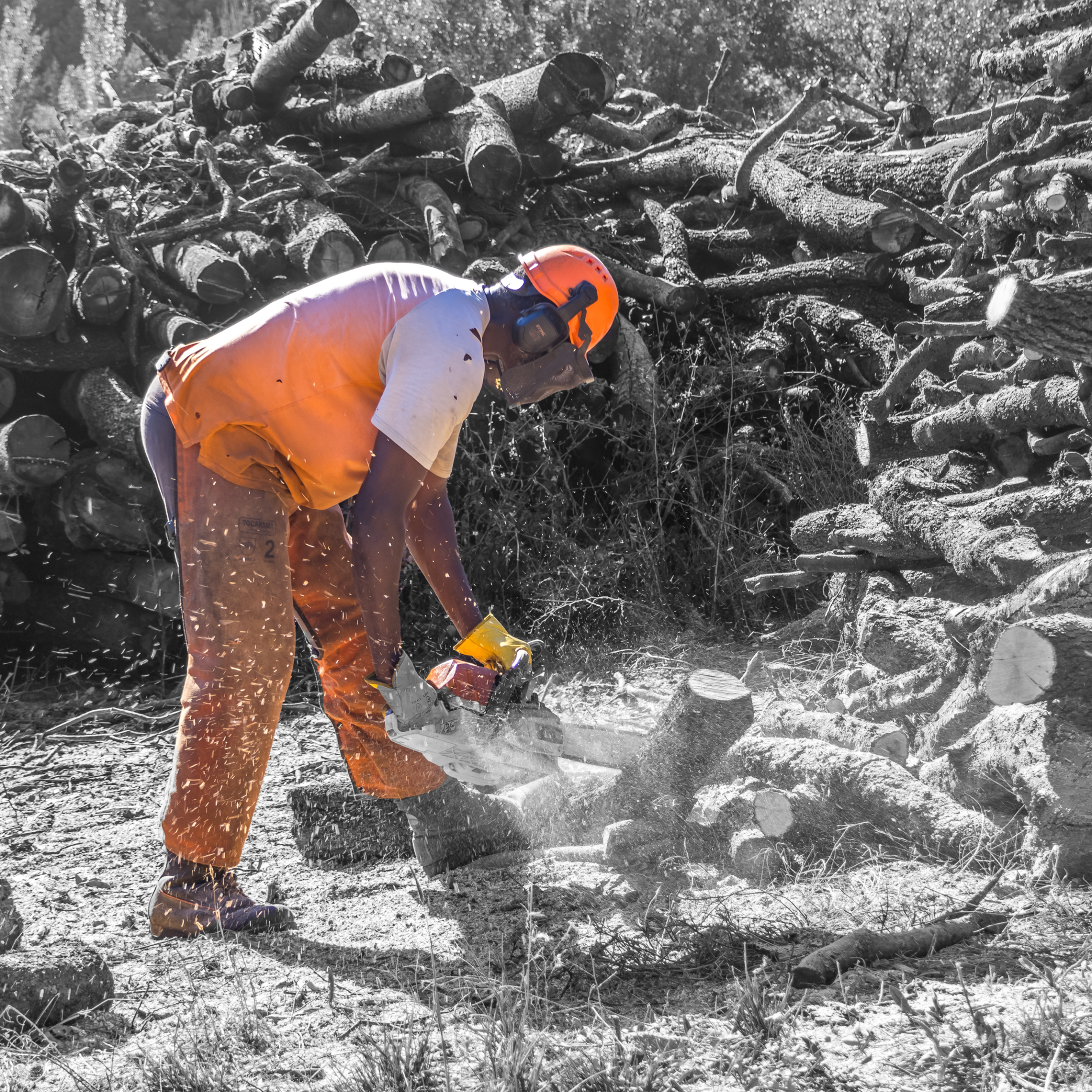 PROJECTES FORESTALS